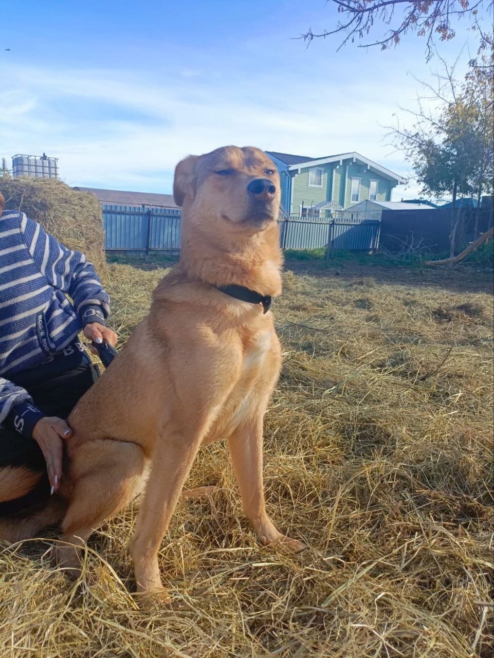 Найдена собака в Тюмени — фото объявления