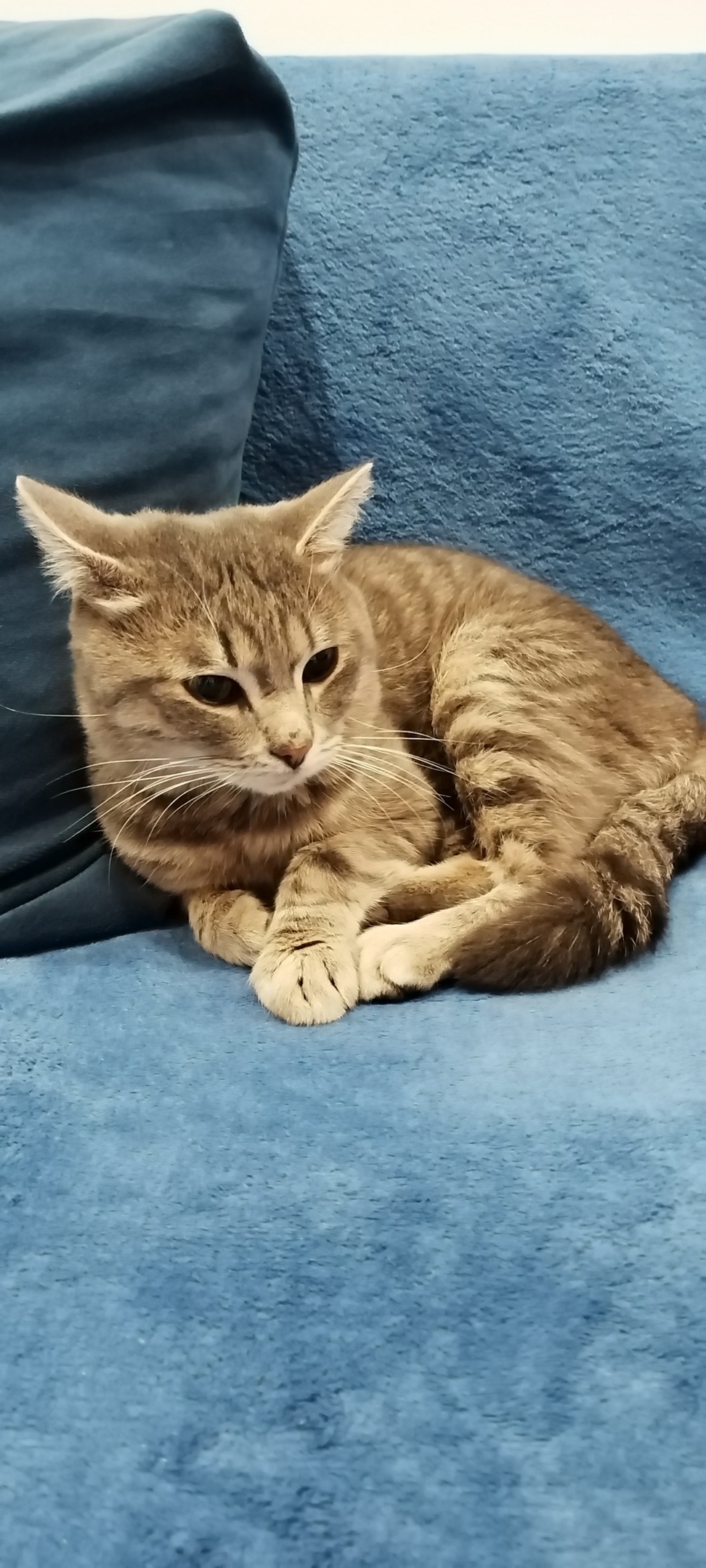 Найдена собака в Тюмени — фото объявления