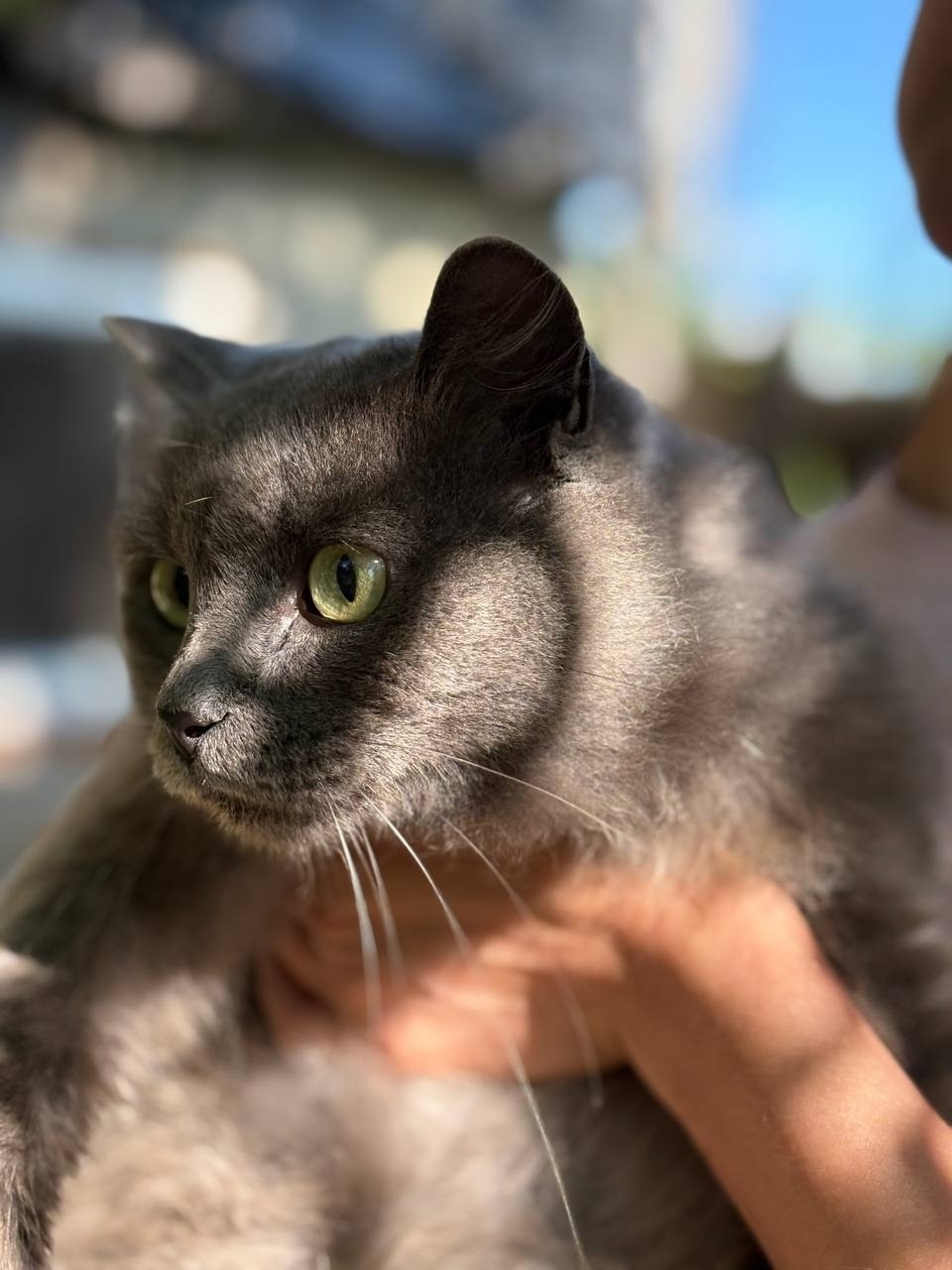 Найдена собака в Тюмени — фото объявления