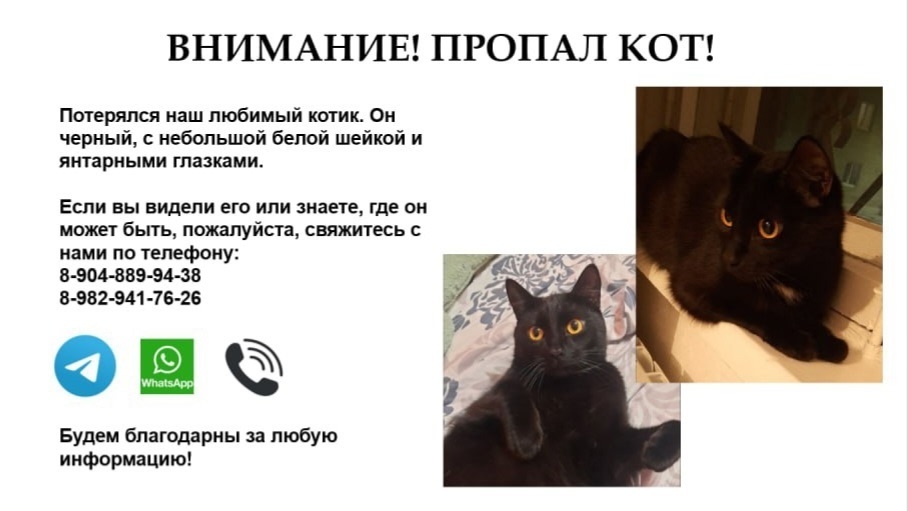 Найдена собака в Тюмени — фото объявления