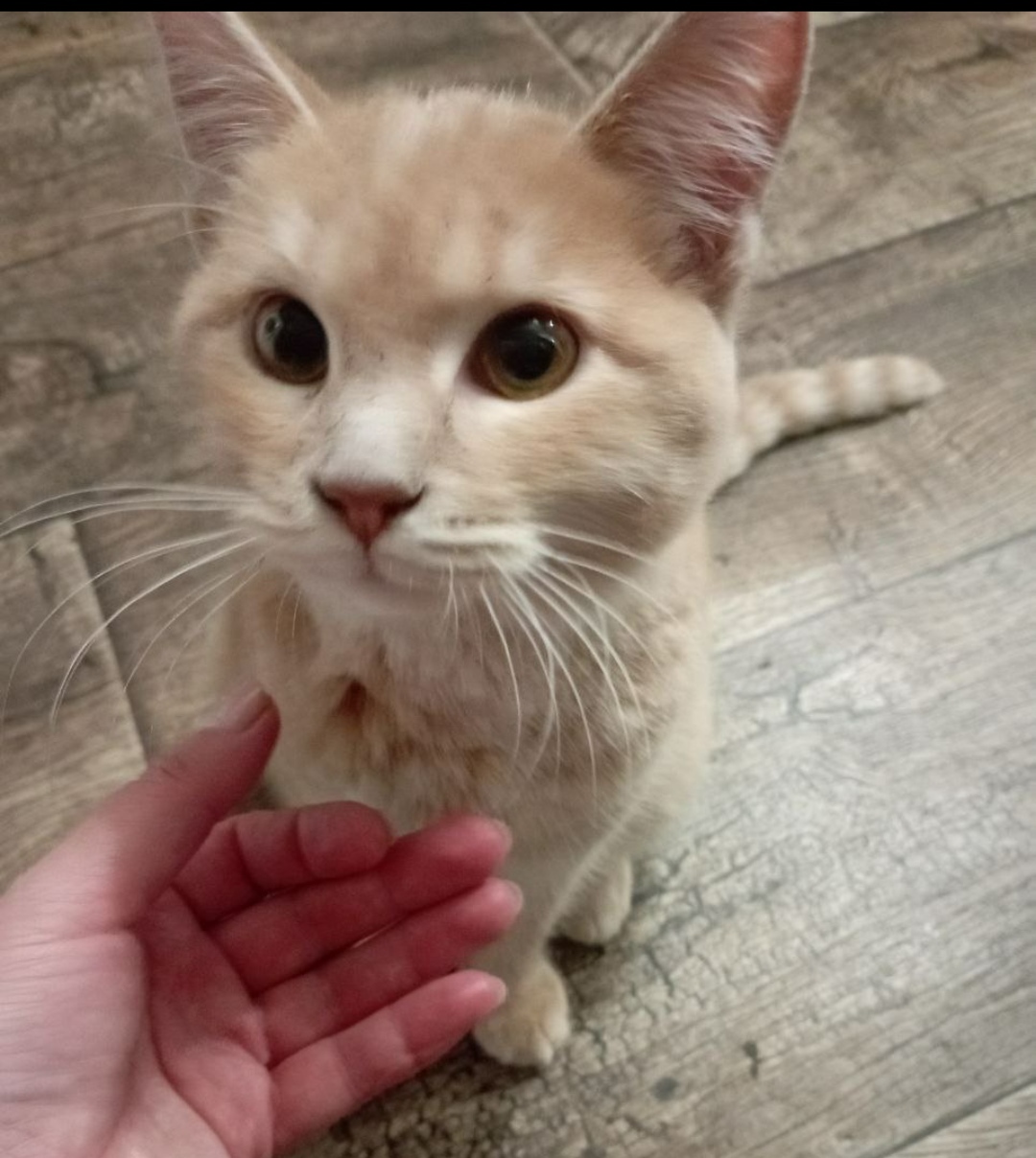 Найдена собака в Тюмени — фото объявления