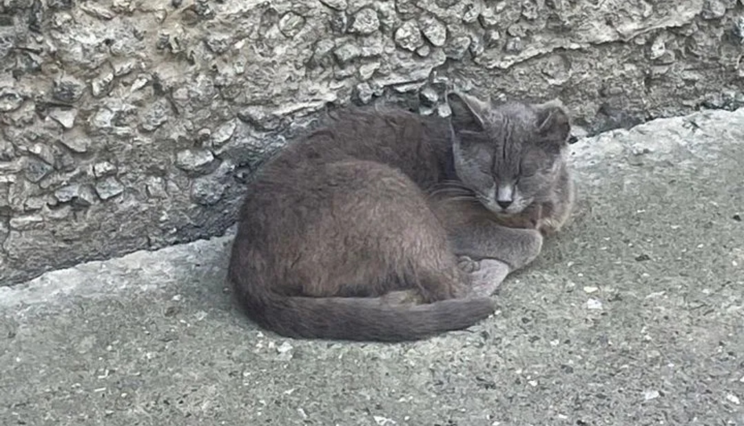 Найдена собака в Тюмени — фото объявления