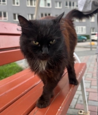 Найдена собака в Тюмени — фото объявления