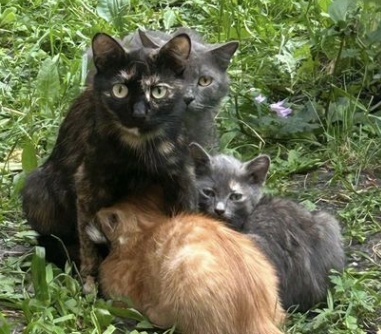 Найдена собака в Тюмени — фото объявления