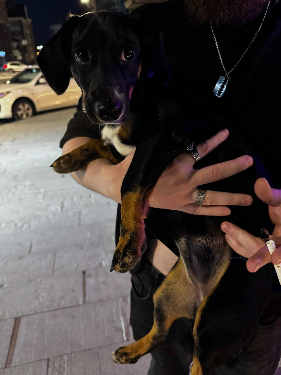 Найдена собака в Тюмени — фото объявления