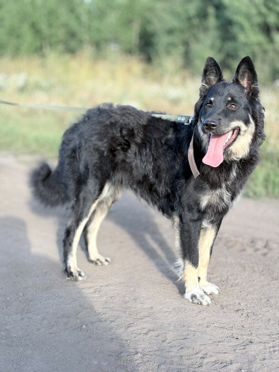 Найдена собака в Тюмени — фото объявления