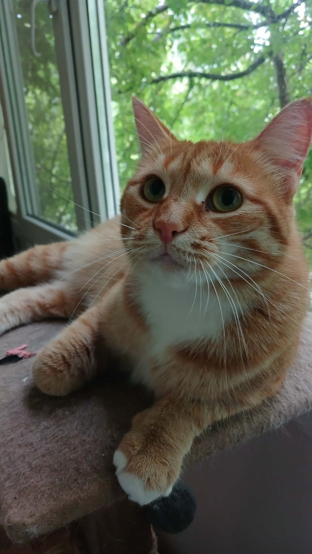 Найдена собака в Тюмени — фото объявления