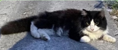 Найдена собака в Тюмени — фото объявления