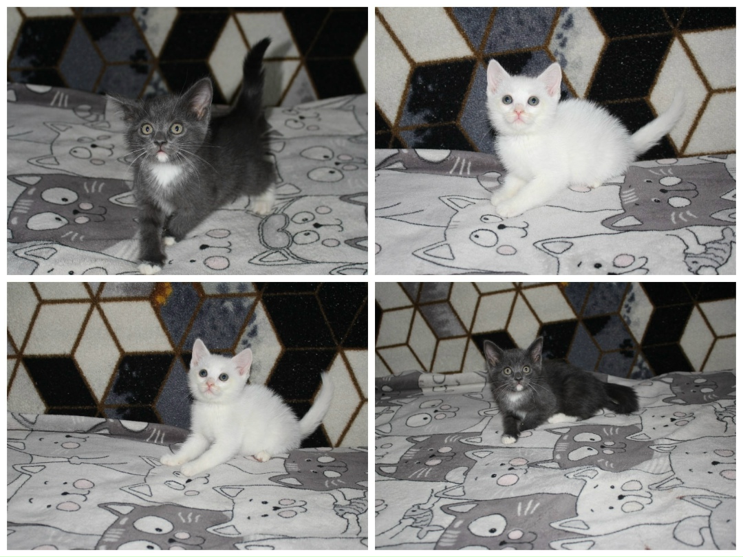 Найдена собака в Тюмени — фото объявления