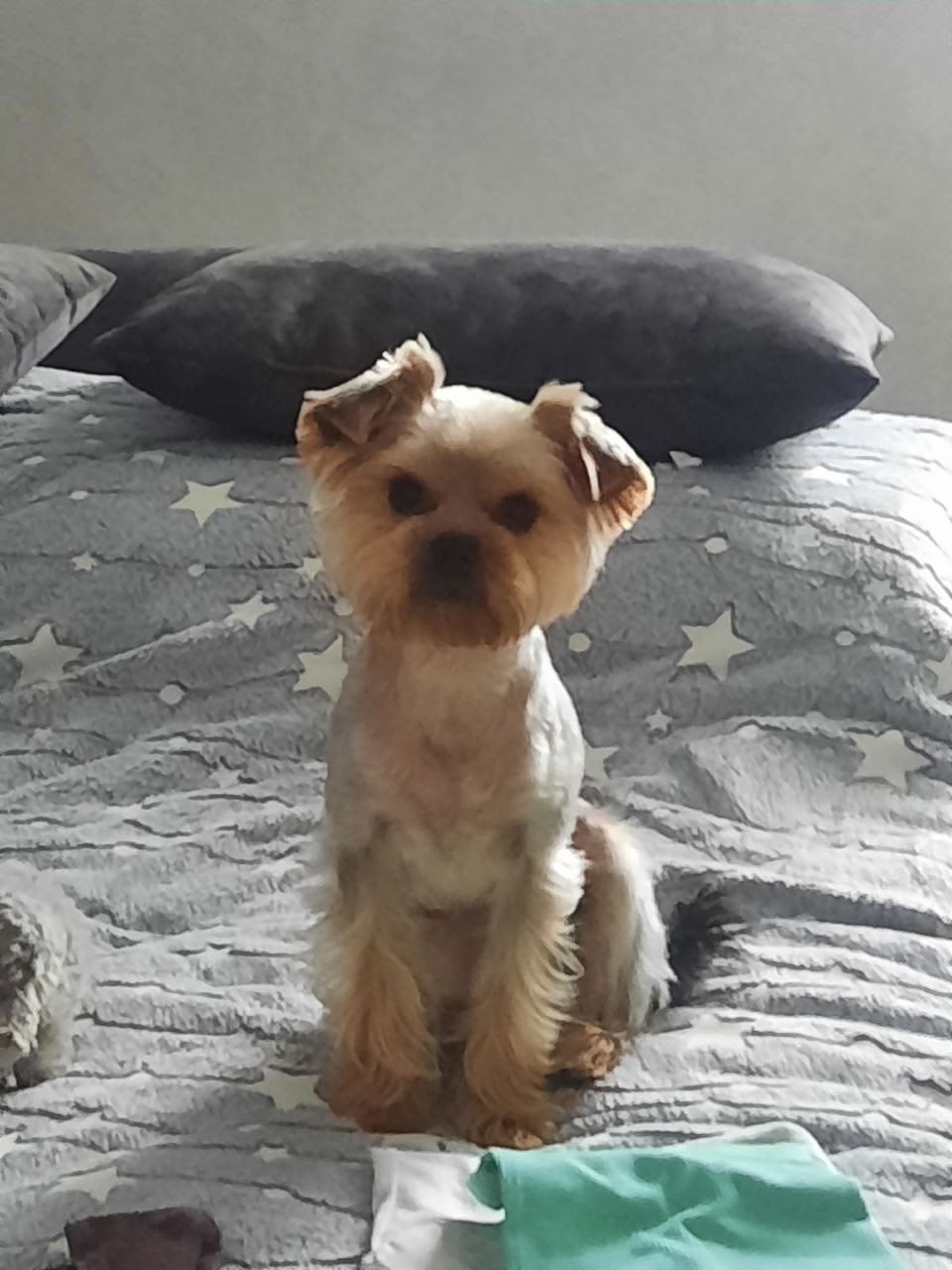 Найдена собака в Тюмени — фото объявления