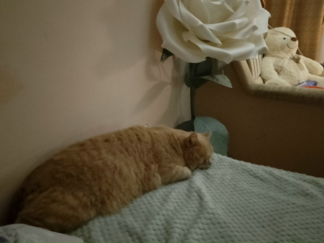 Найдена собака в Тюмени — фото объявления