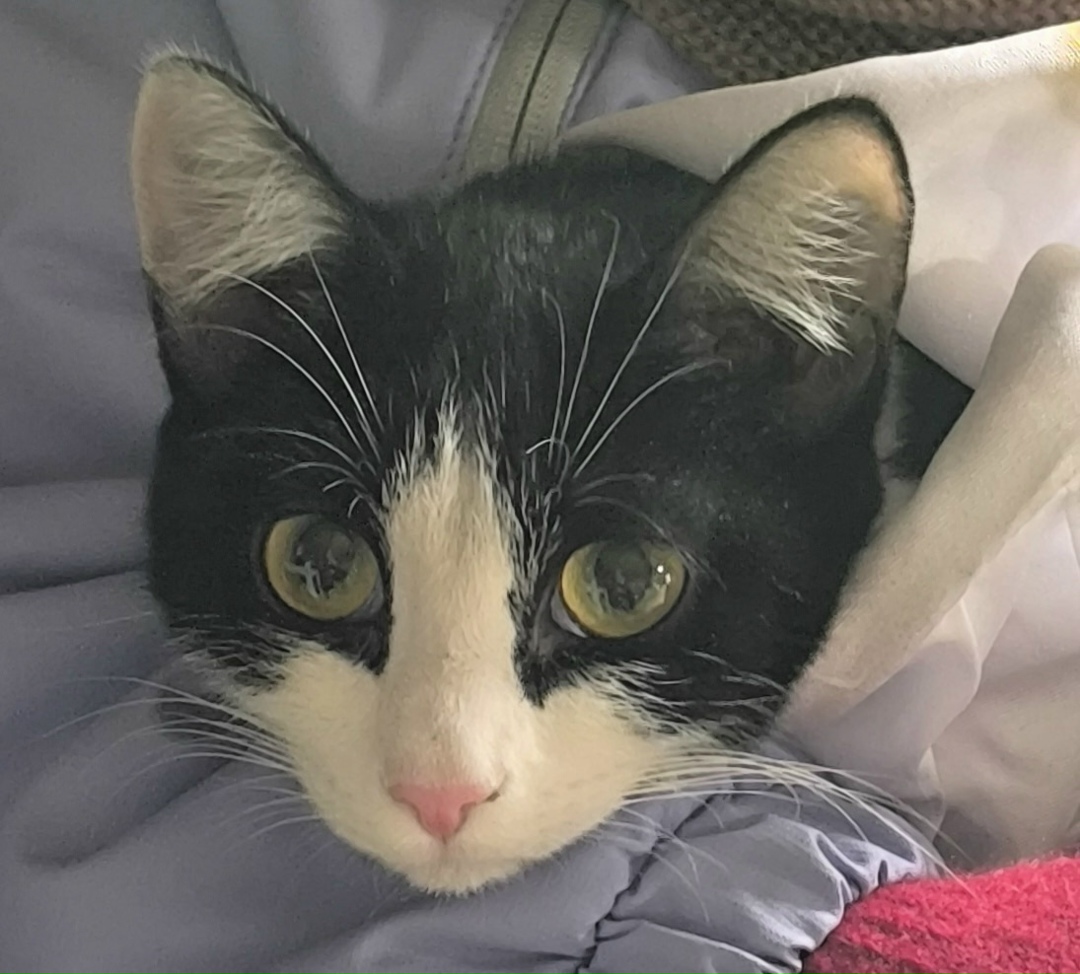 Найдена собака в Тюмени — фото объявления