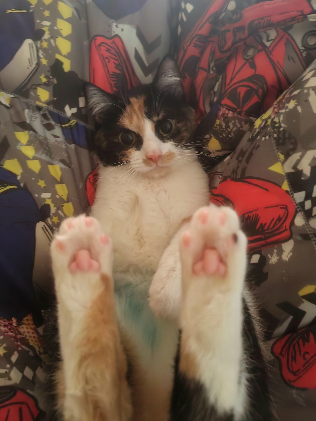 Найдена собака в Тюмени — фото объявления