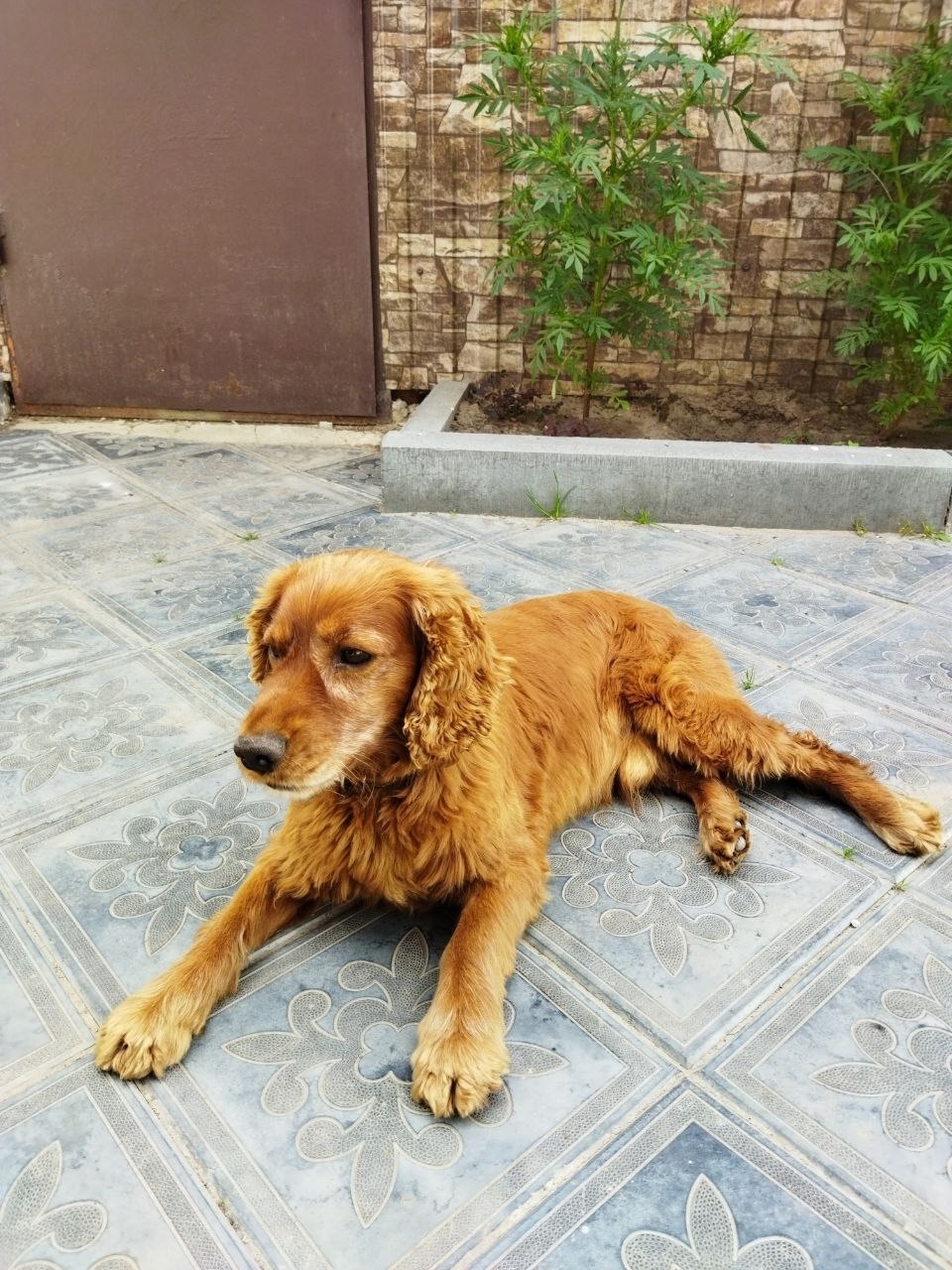 Найдена собака в Тюмени — фото объявления