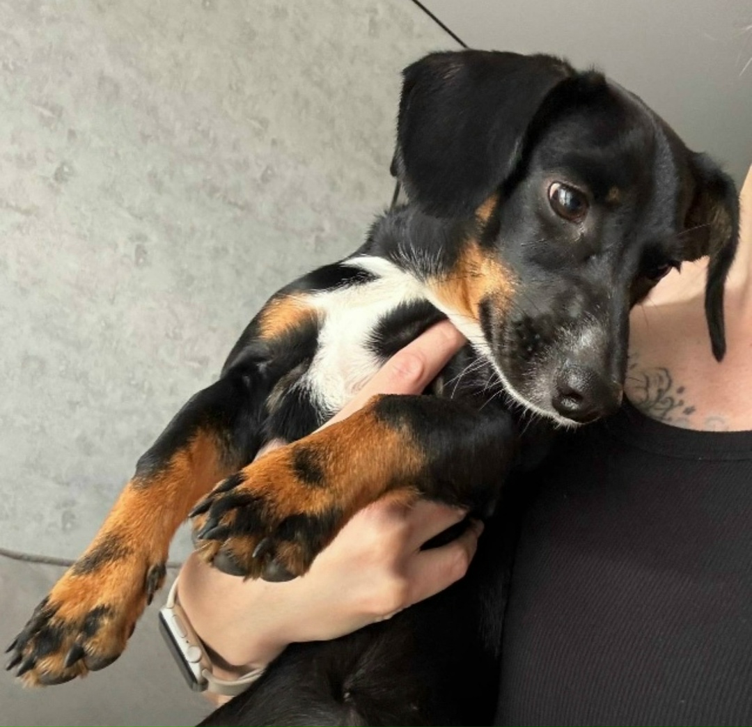 Найдена собака в Тюмени — фото объявления