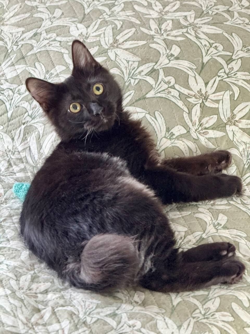 Найдена собака в Тюмени — фото объявления