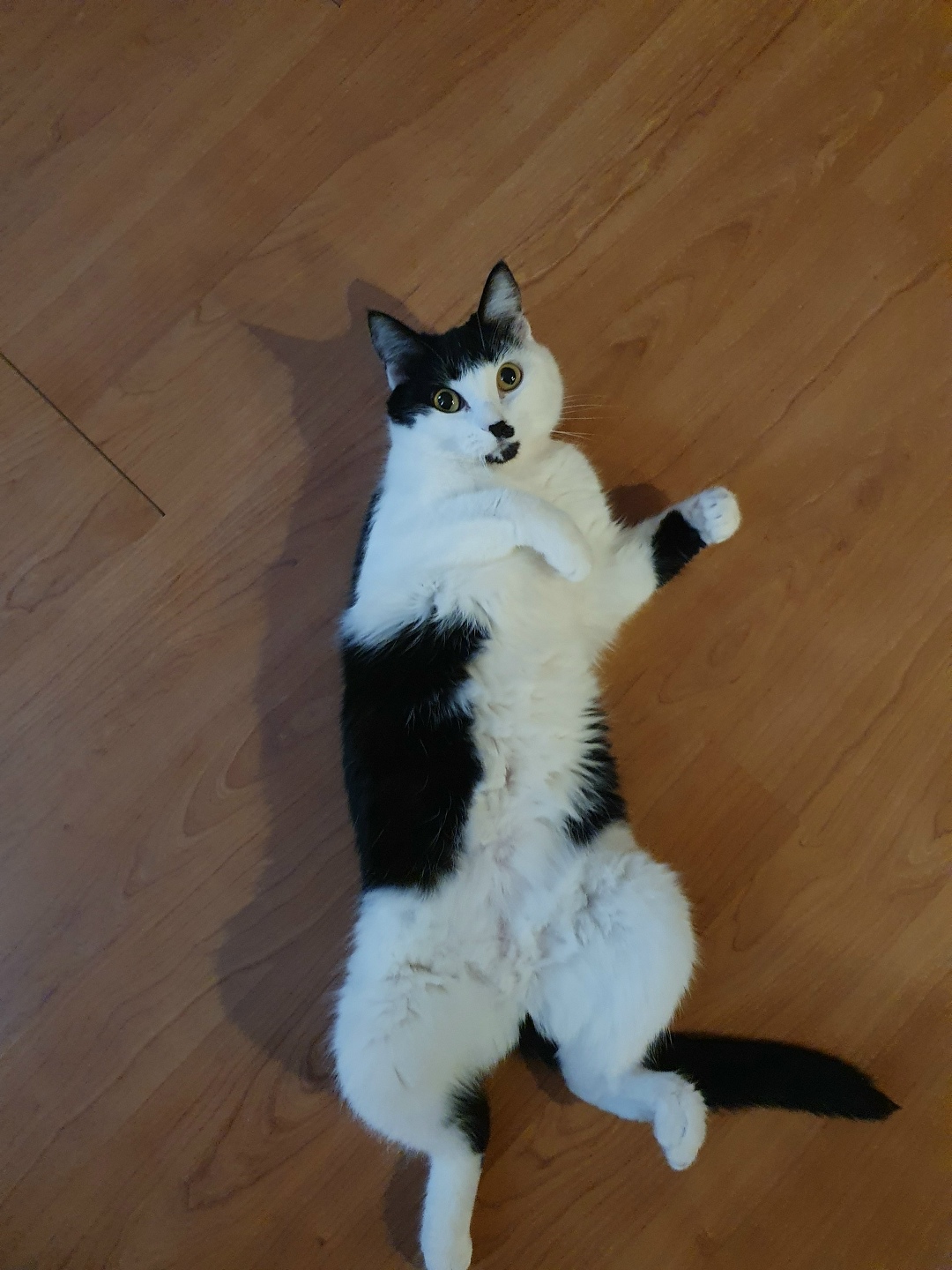 Найдена собака в Тюмени — фото объявления