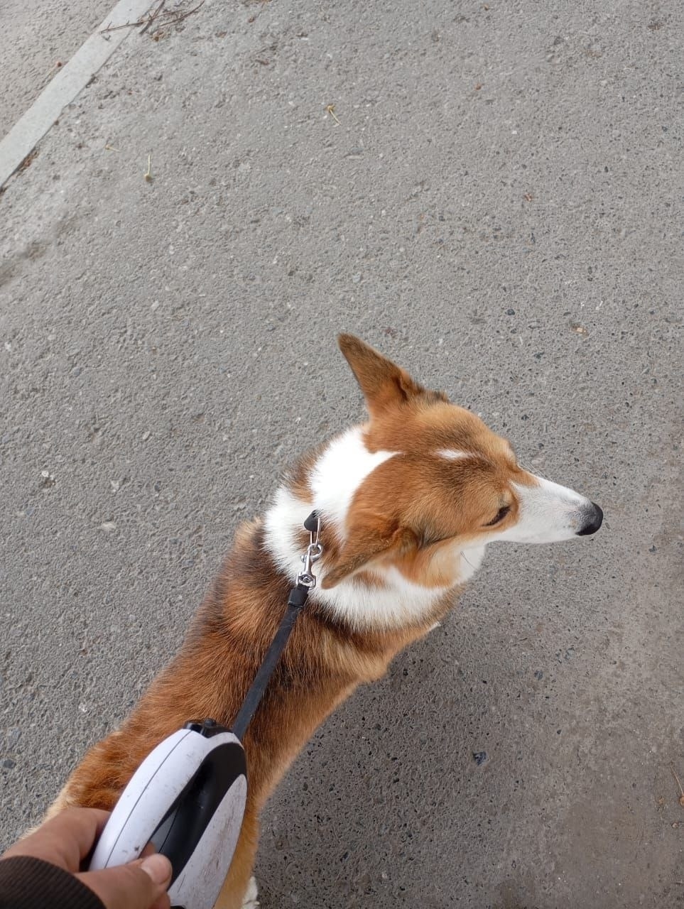 Найдена собака в Тюмени — фото объявления