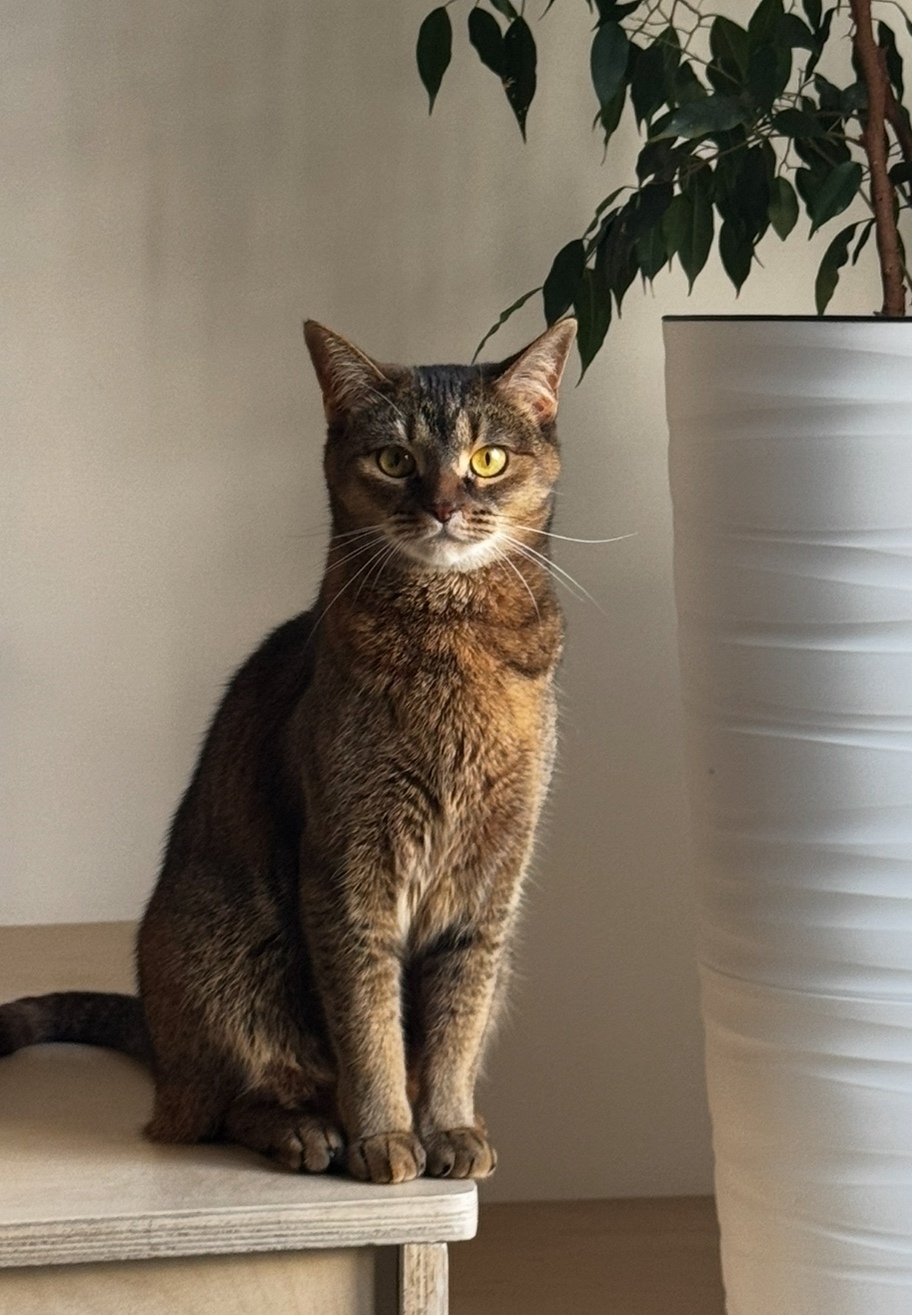 Найдена собака в Тюмени — фото объявления