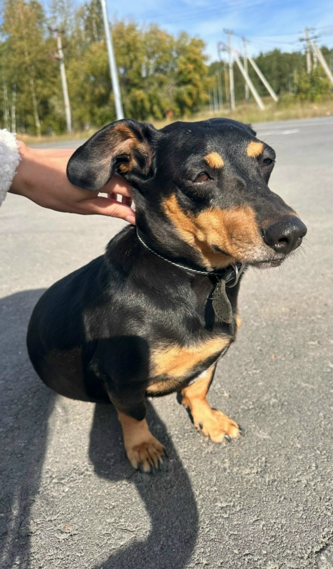 Найдена собака в Тюмени — фото объявления