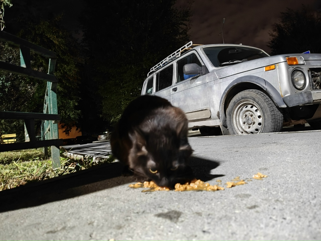 Найдена собака в Тюмени — фото объявления