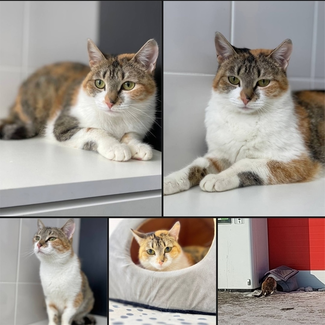 Найдена собака в Тюмени — фото объявления