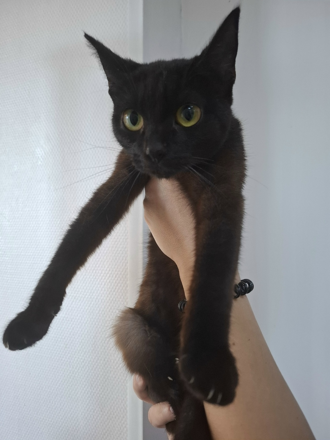 Найдена собака в Тюмени — фото объявления