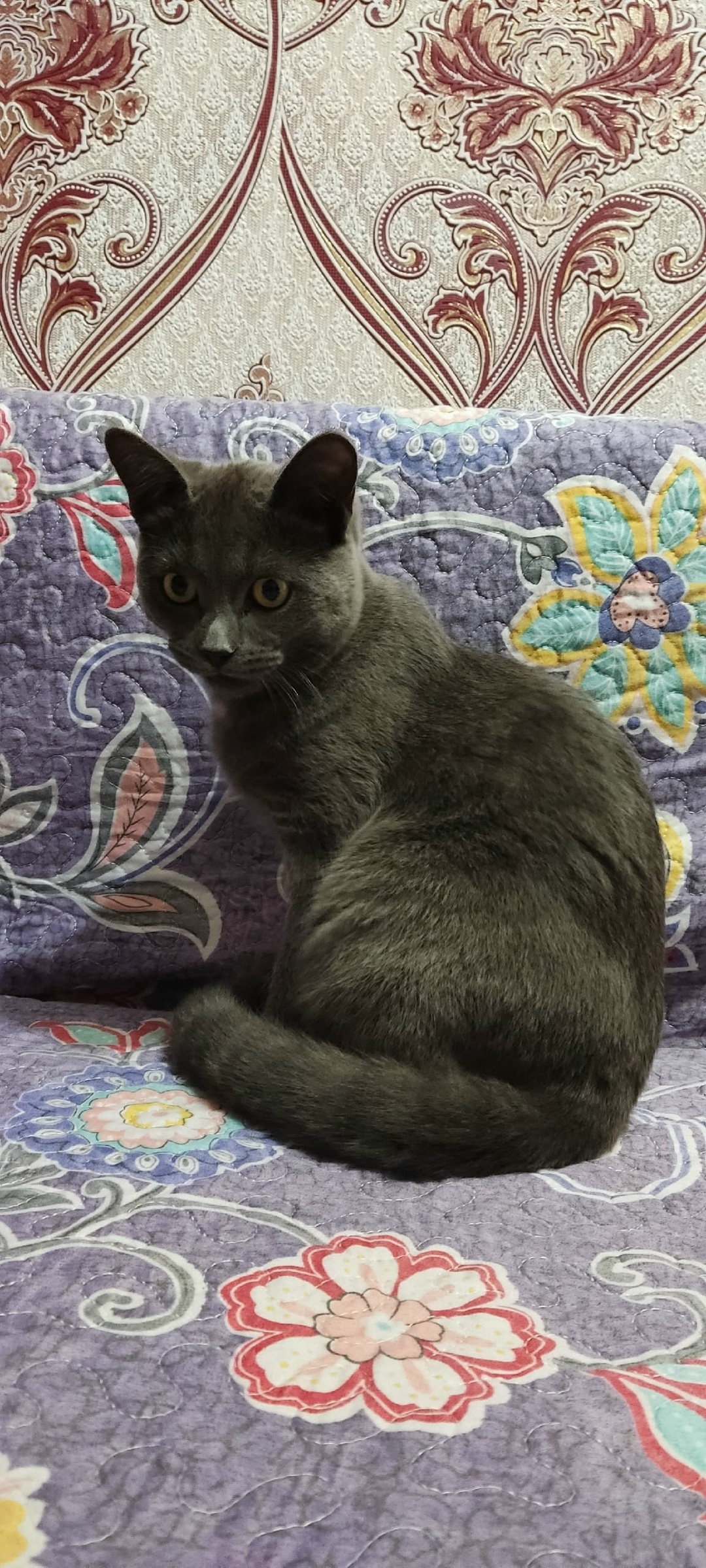 Пропала кошка в Тюмени — фото объявления