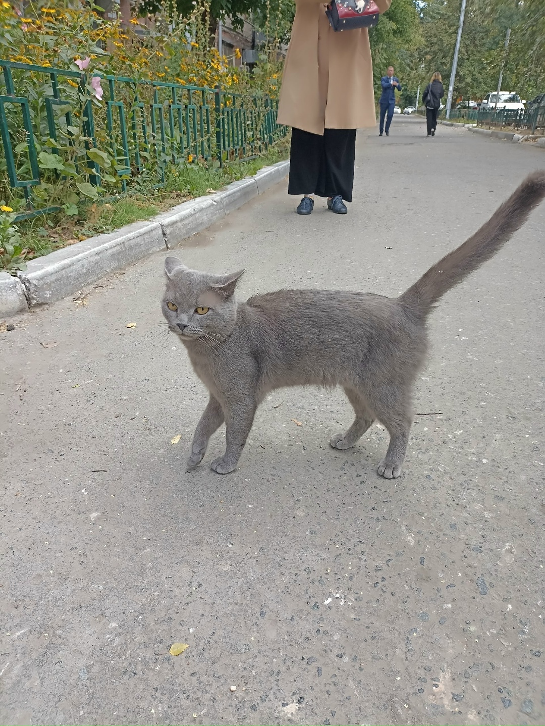 Найдена собака в Тюмени — фото объявления