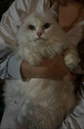 Найдена собака в Тюмени — фото объявления