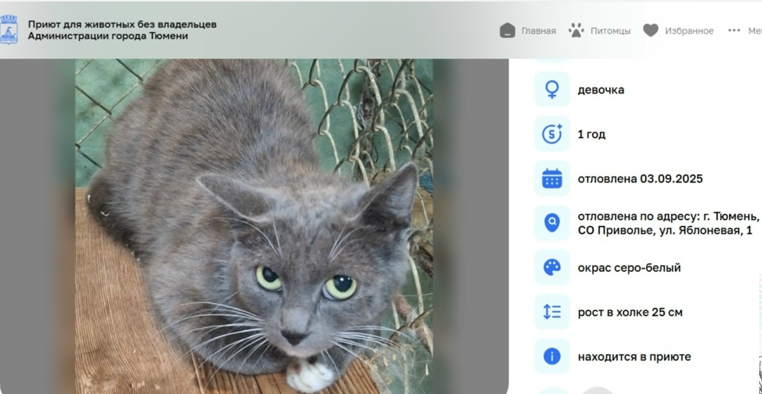Найдена собака в Тюмени — фото объявления