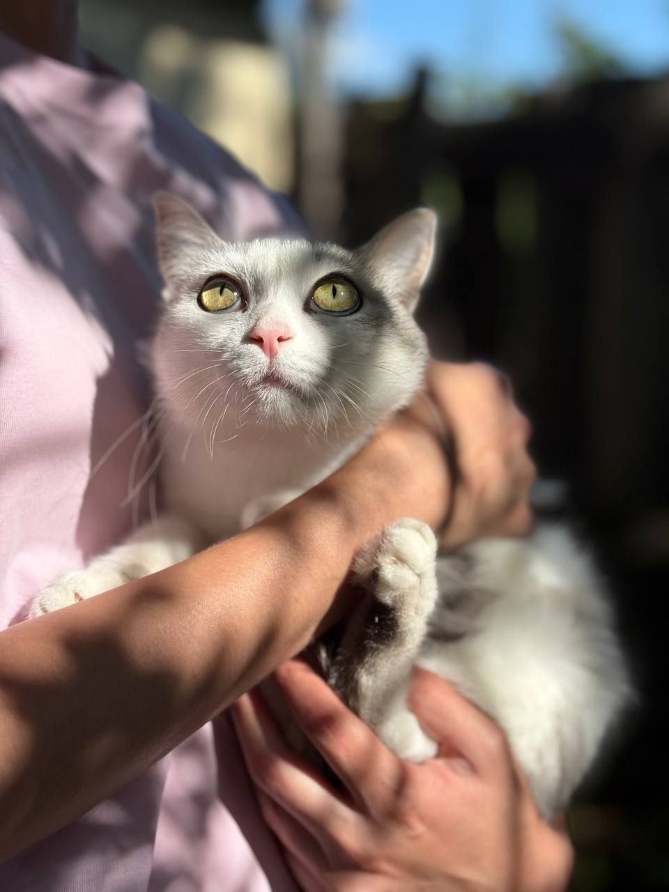 Найдена собака в Тюмени — фото объявления