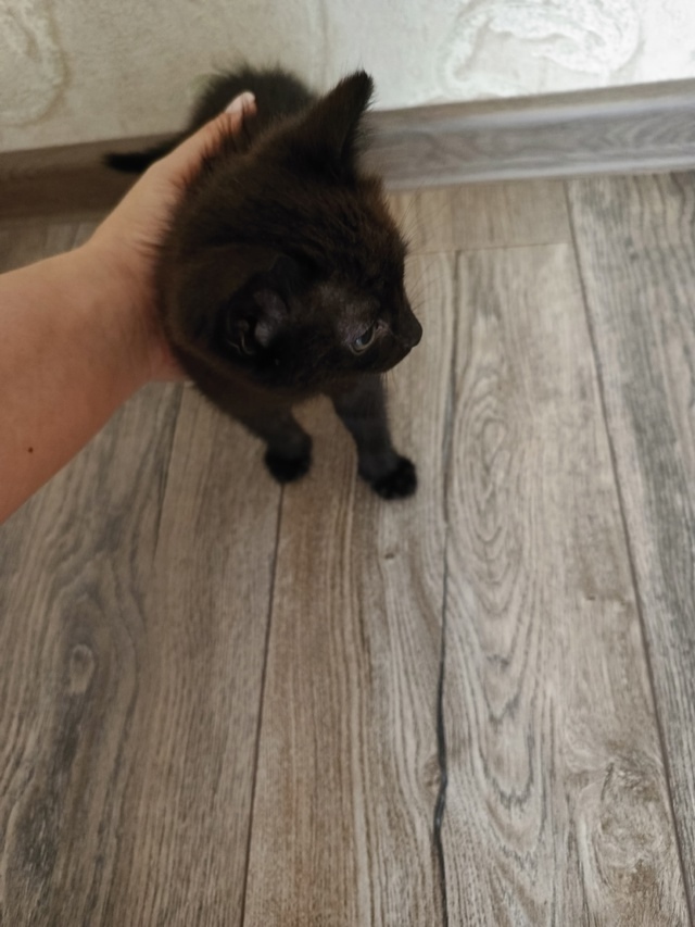 Найдена собака в Тюмени — фото объявления