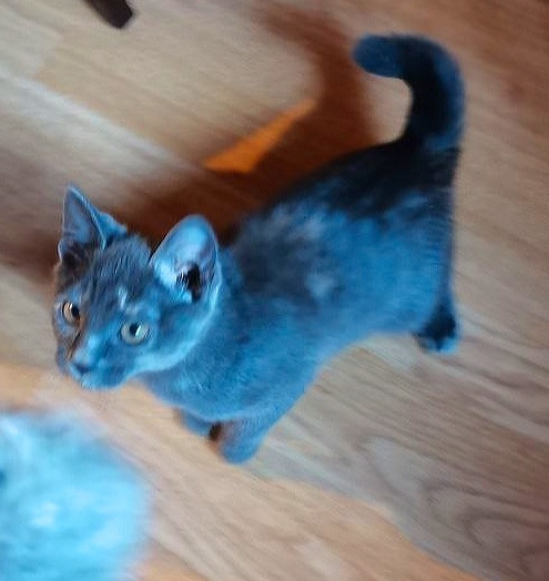 Найдена собака в Тюмени — фото объявления