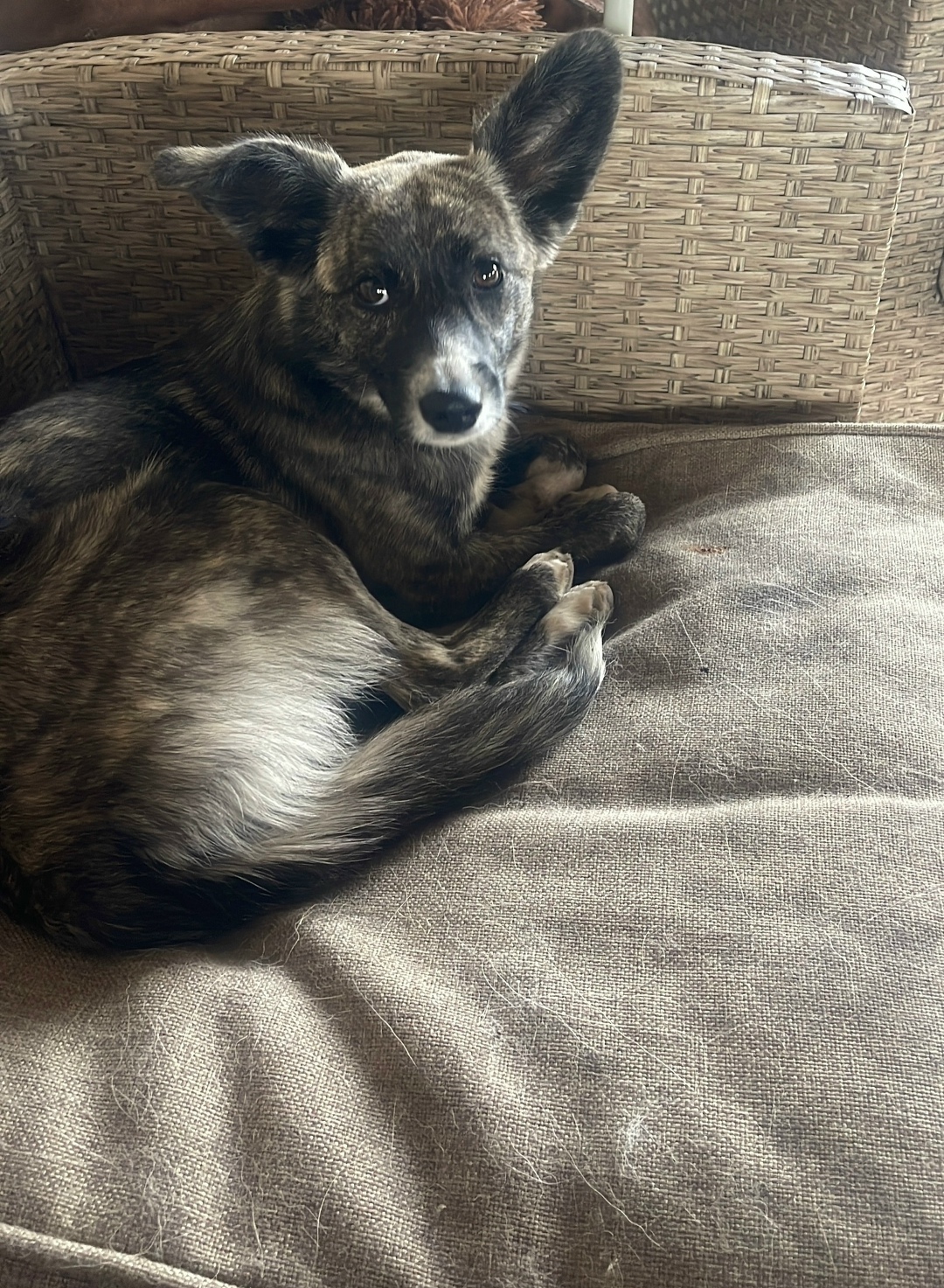 Найдена собака в Тюмени — фото объявления