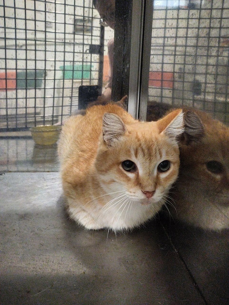 Найдена собака в Тюмени — фото объявления