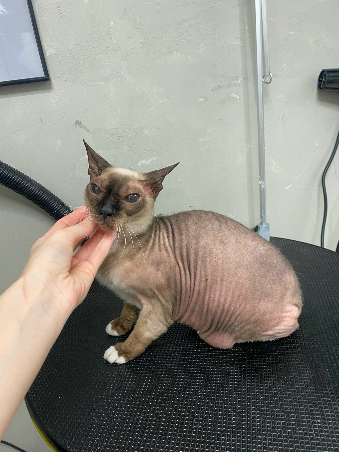 Найдена собака в Тюмени — фото объявления