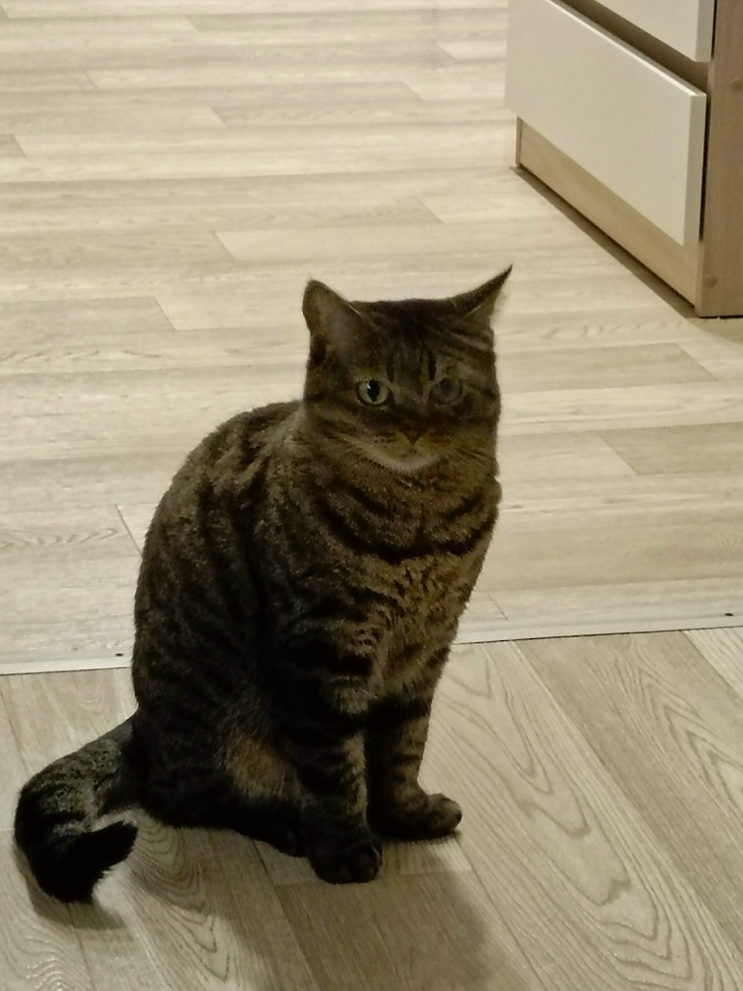 Найдена собака в Тюмени — фото объявления