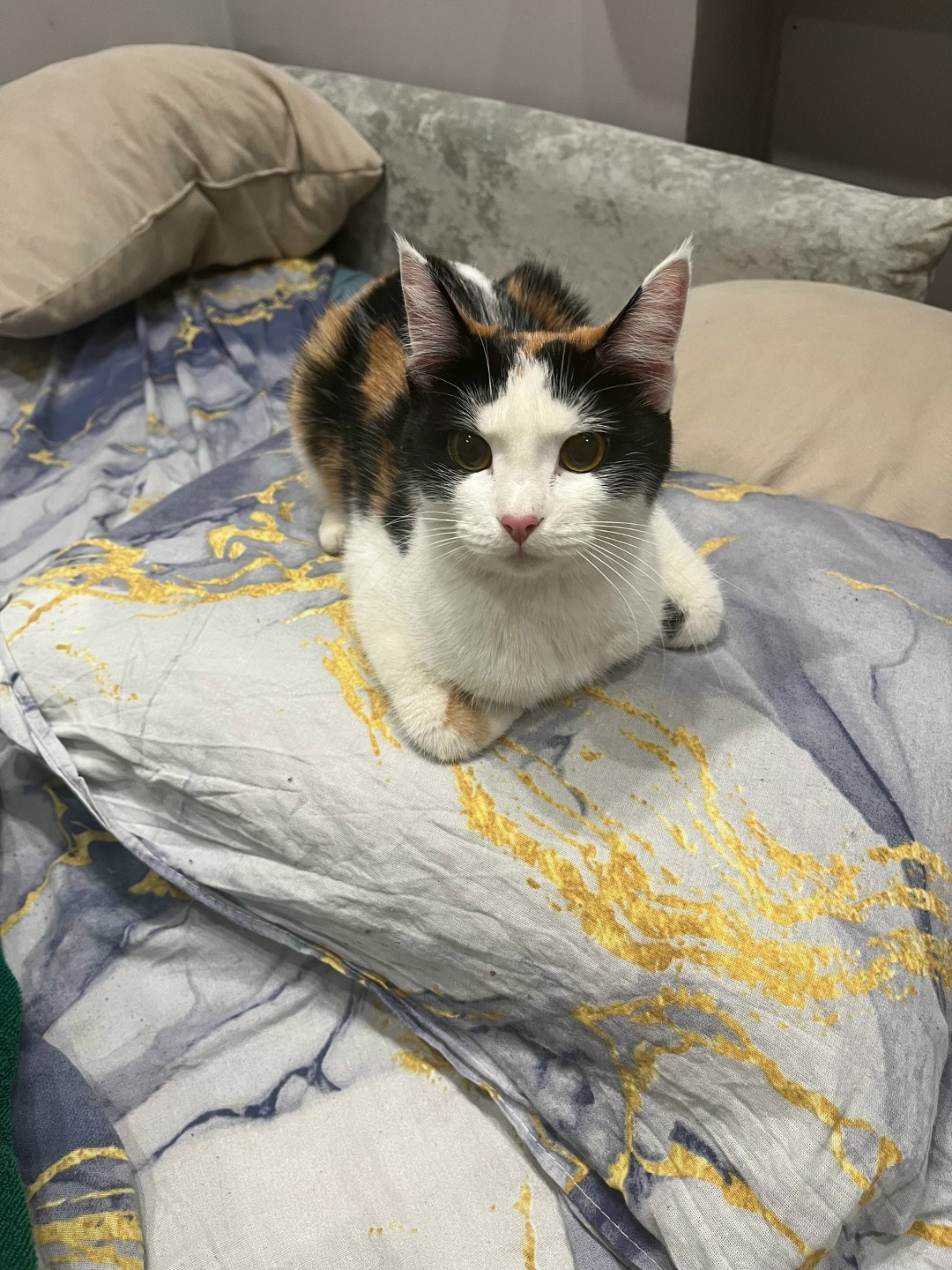 Найдена собака в Тюмени — фото объявления