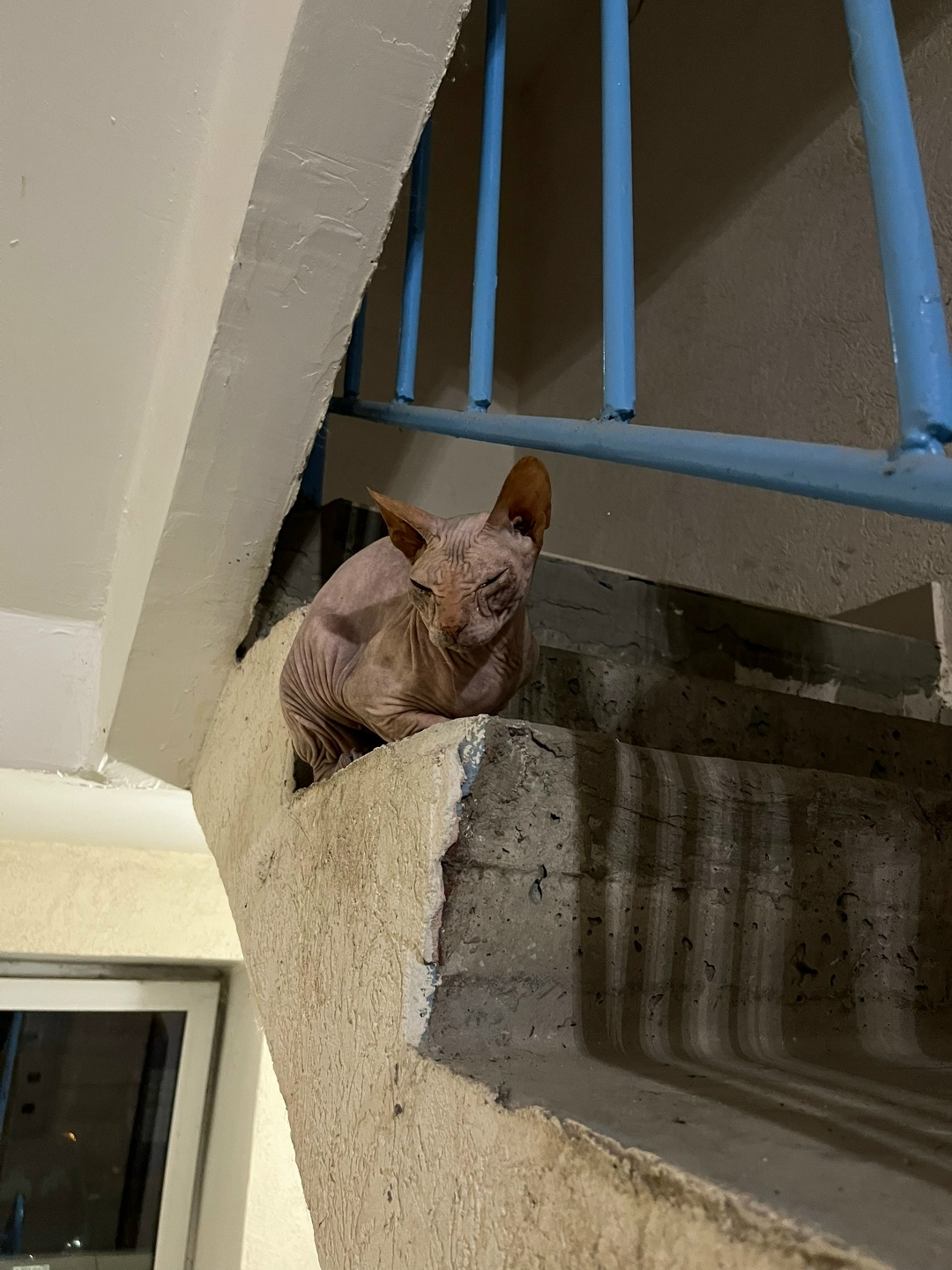 Найдена собака в Тюмени — фото объявления