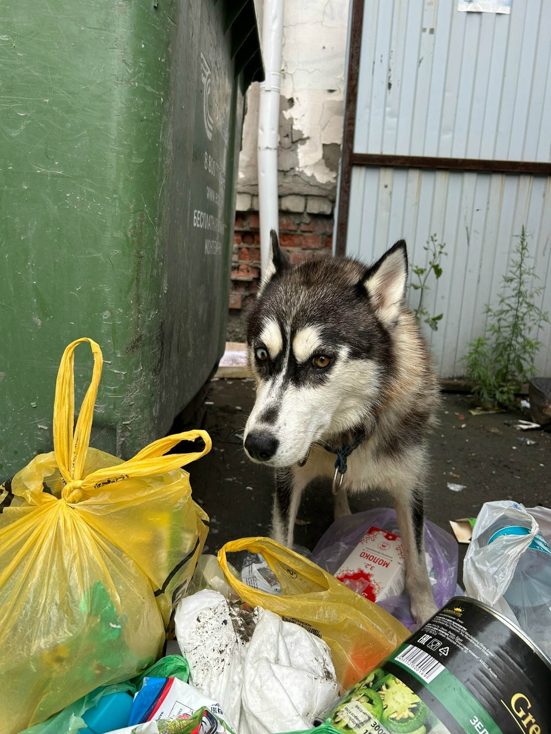 Найдена собака в Тюмени — фото объявления