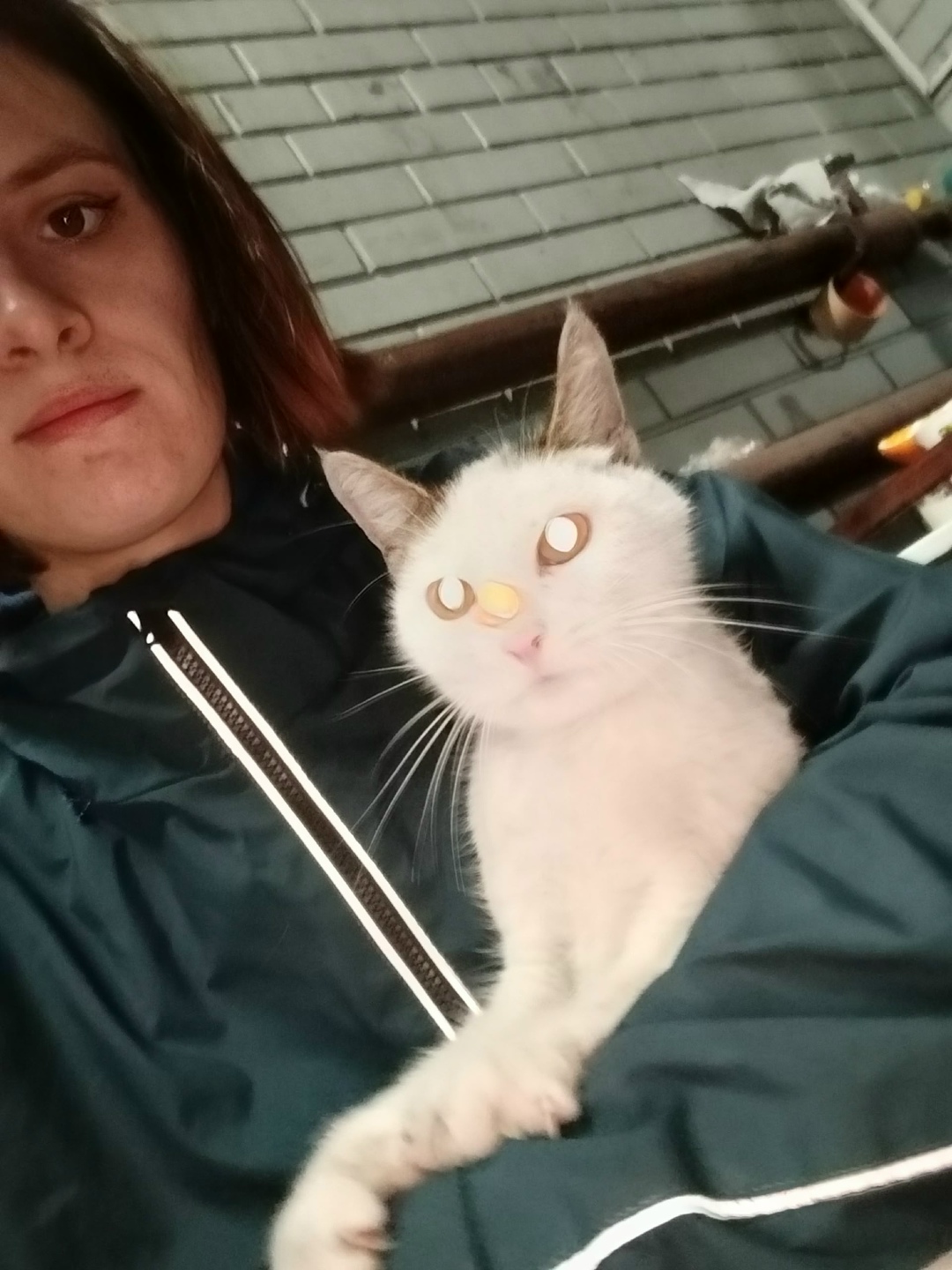 Найдена собака в Тольятти — фото объявления