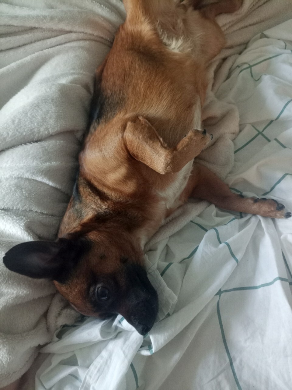 Найдена собака в Тольятти — фото объявления