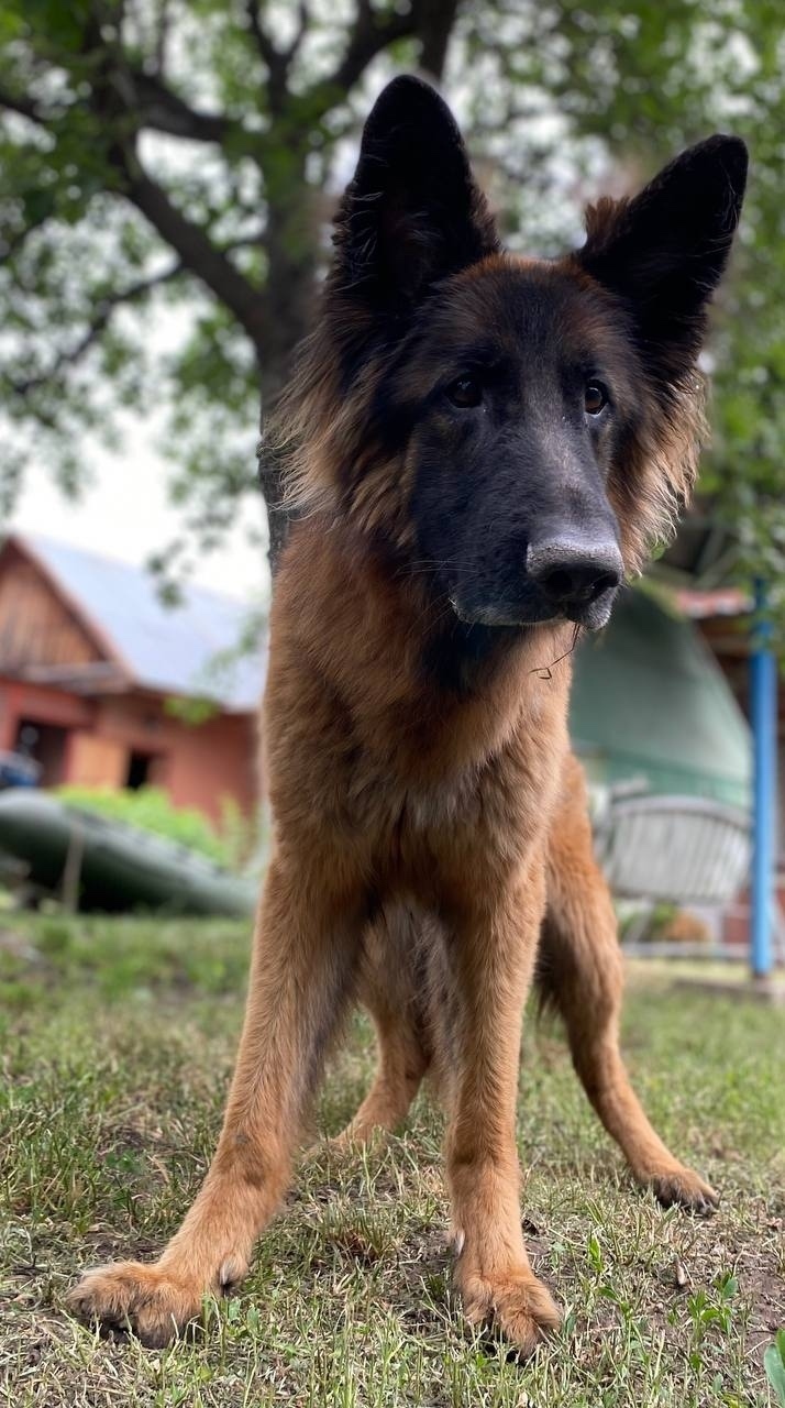 Пропала собака в Тольятти — фото объявления