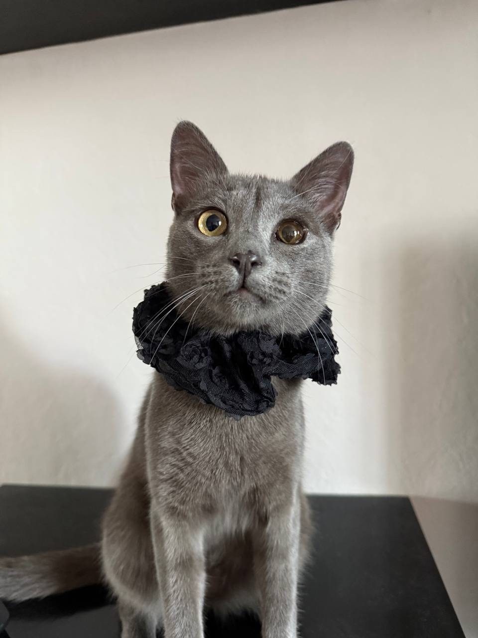 Найдена кошка в Тольятти — фото объявления