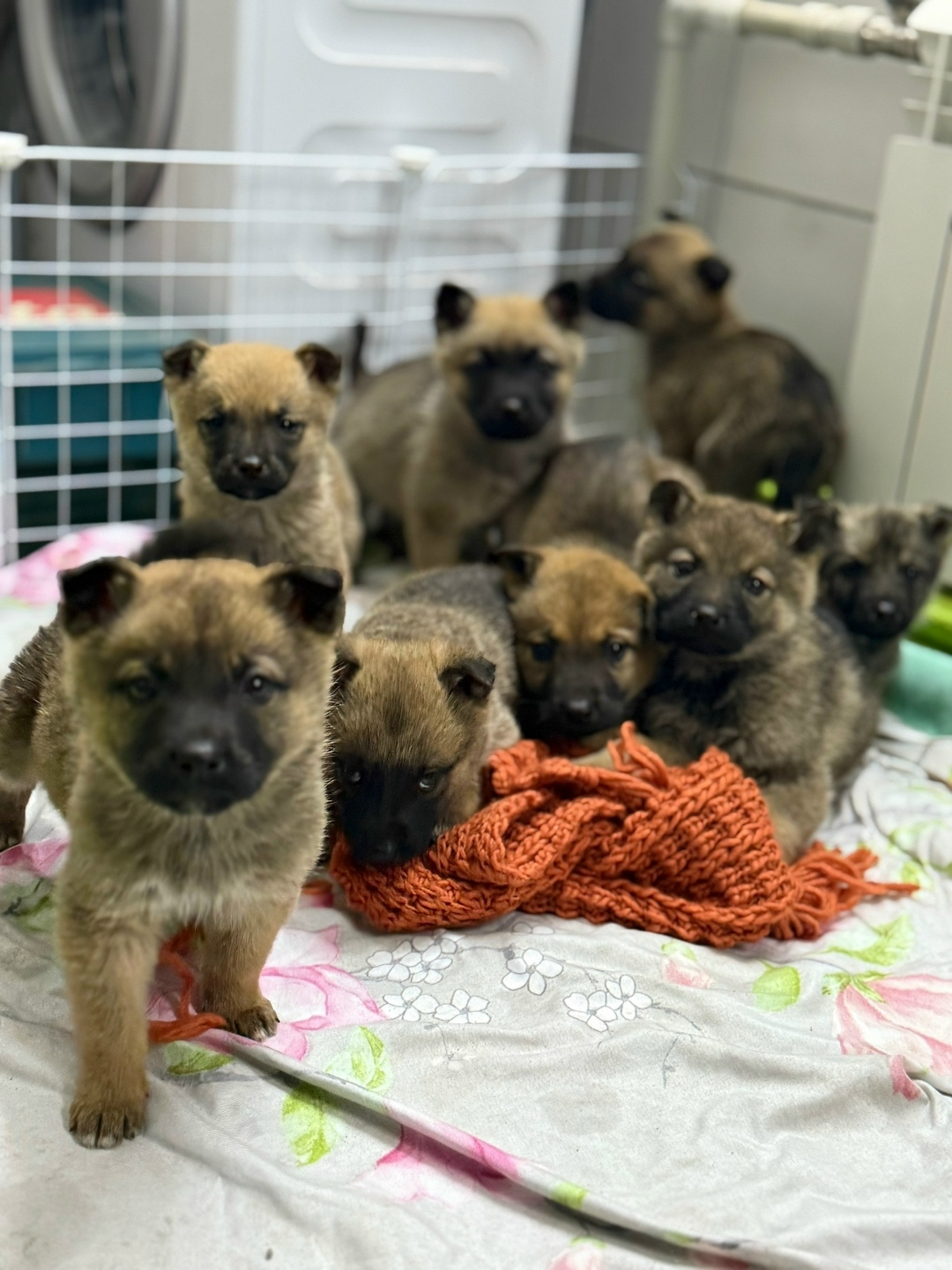 Найдена собака в Тольятти — фото объявления