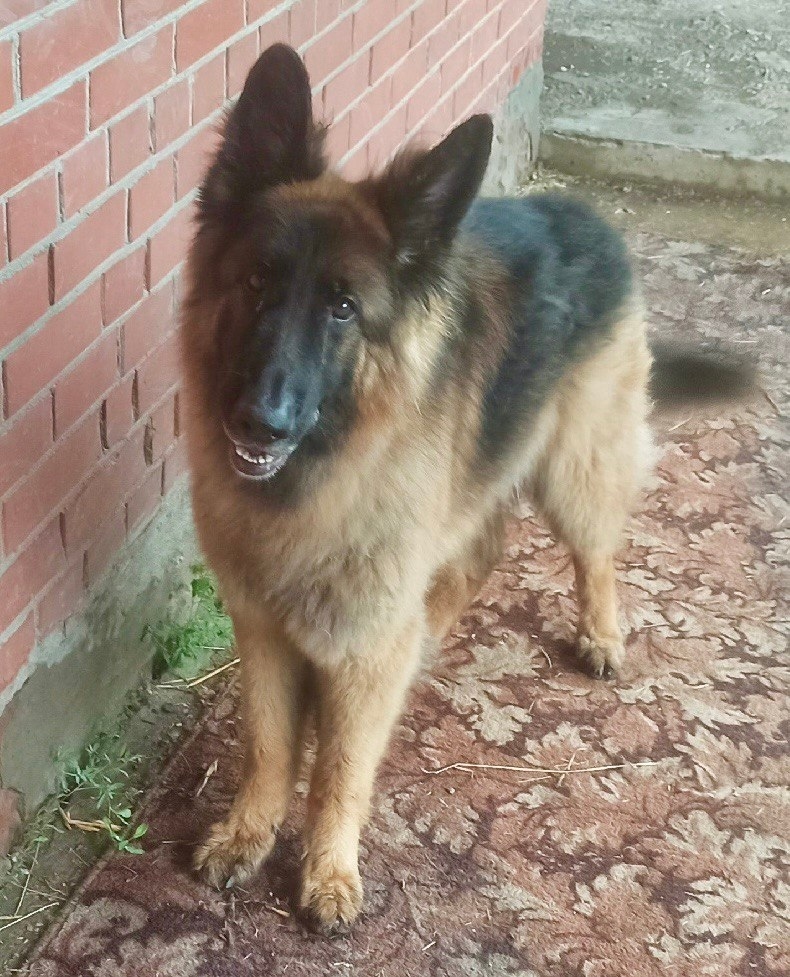 Пропала собака в Тольятти — фото объявления