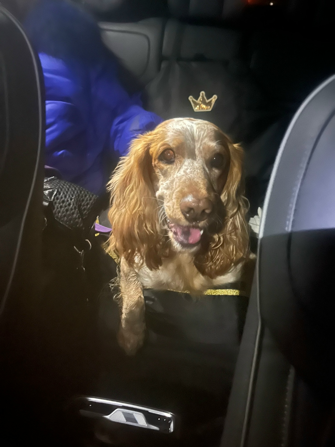 Найдена собака в Тольятти — фото объявления