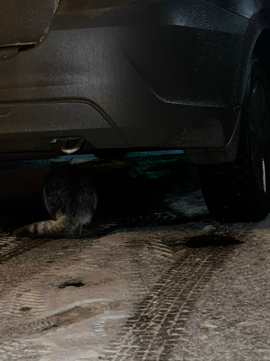 Пропала кошка в Тольятти — фото объявления