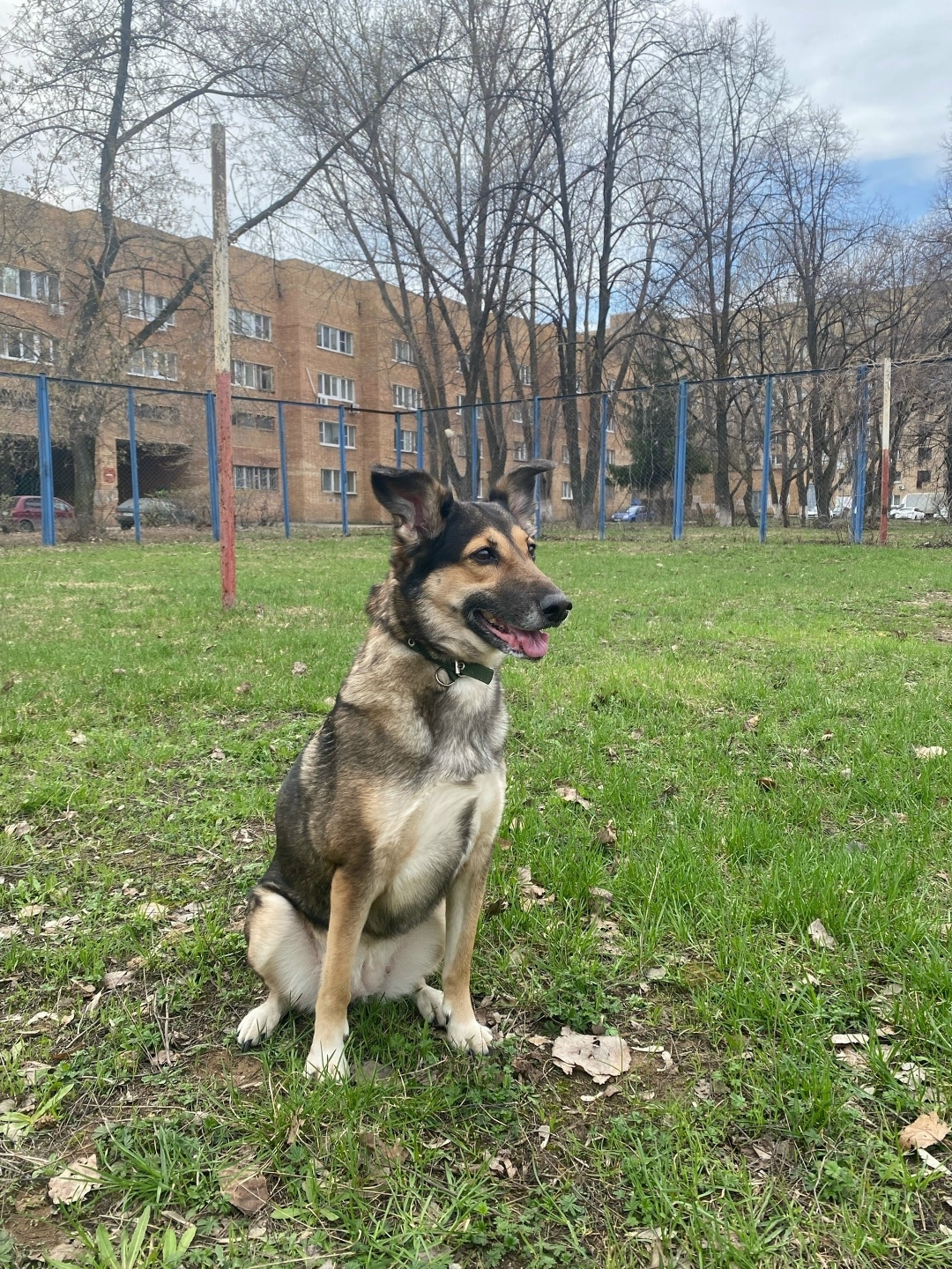 Пропала собака в Тольятти — фото объявления